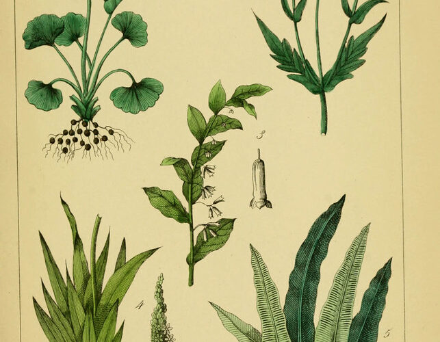Comment faire pour cultiver des plantes médicinales indigènes pour votre bien-être et votre santé ?